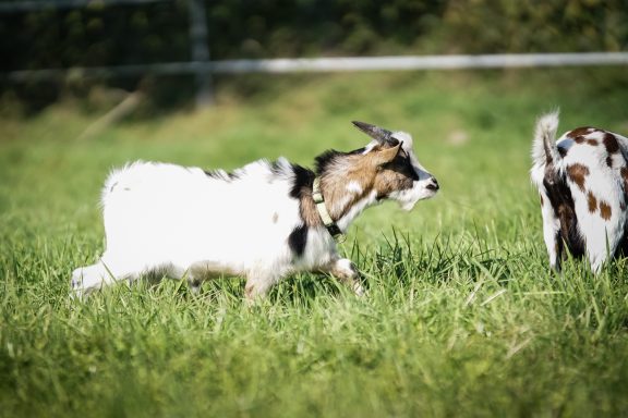 Zwei Ziegen, eine schwarz-weiße und eine braun-weiße, grasen im grünen Grasfeld.