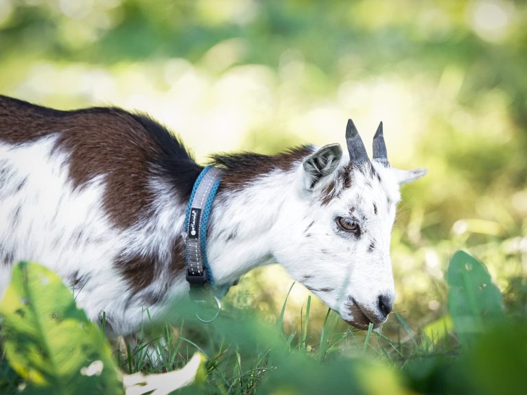 Eine weiße Ziege mit braunen Flecken grast im grünen Gras.