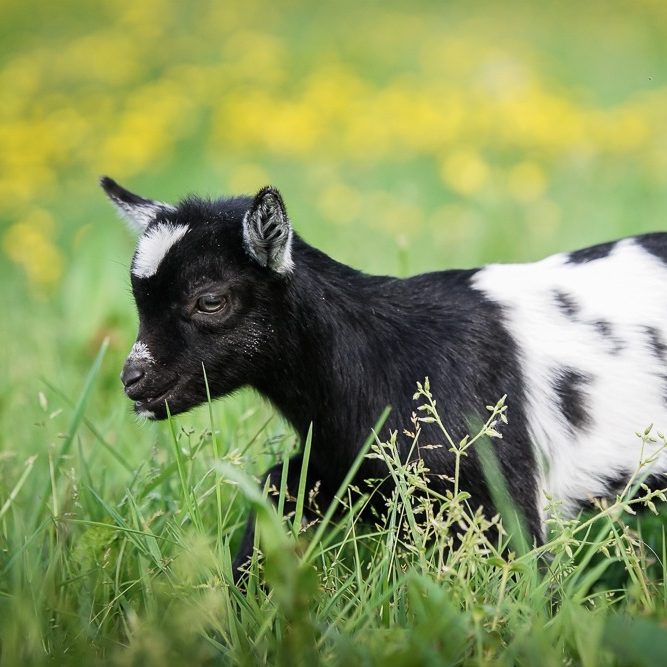 Ein schwarzes und weißes Zicklein, das durch grünes Gras zwischen gelben Blumen läuft.