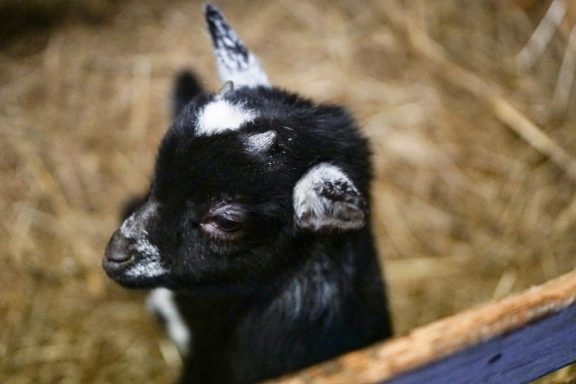Schwarzes Ziegenkalb mit weißen Flecken steht in einer Strohumgebung.