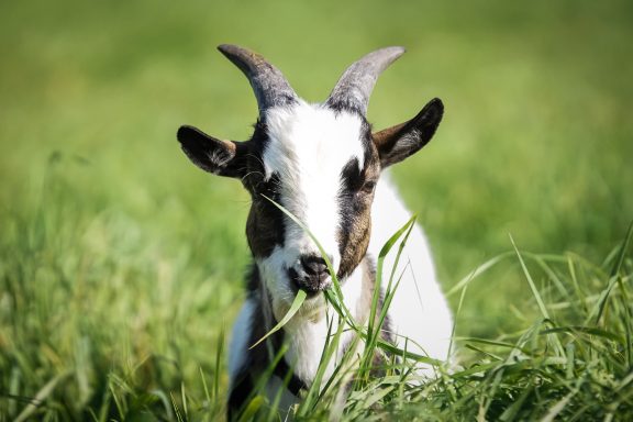 Ziege mit schwarzen und weißen Flecken kaut Gras auf einer Wiese.