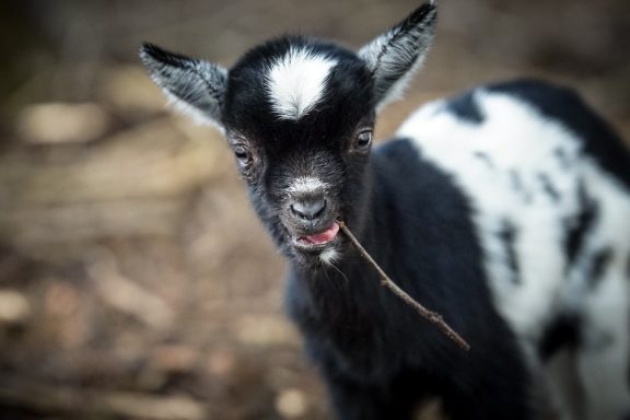 Schwarzes Zicklein mit weißen Flecken kaut an einem kleinen Zweig.