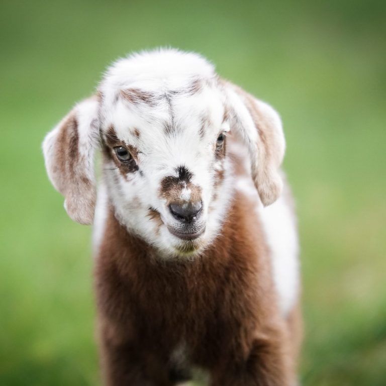 Ein kleines, geflecktes Zicklein mit braunem und weißem Fell.