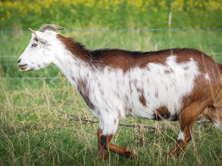Rosinchen Eine weiße Ziege mit braunen Flecken grast im grünen Gras.