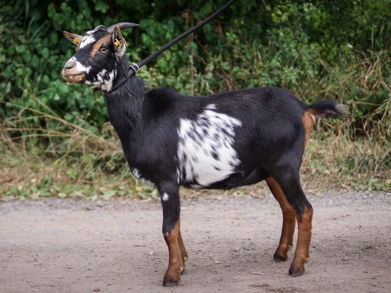 Eine schwarze Ziege mit weißen Flecken grast im grünen Gras.