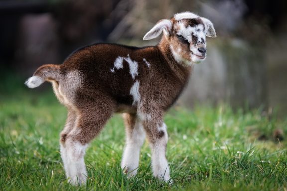 Braunes Zicklein mit weißen Flecken steht auf grünem Gras.