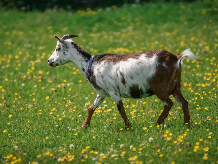Rosinchen Eine weiße Ziege mit braunen Flecken grast im grünen Gras.