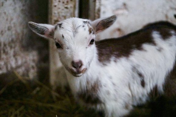 Ein kleines, geflecktes Zicklein mit spitzen Ohren steht in einer Strohumgebung.