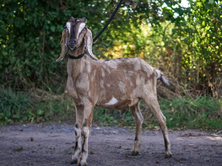 Eine Ziege mit langen Ohren und auffälligem Ohrenanhänger vor einem blauen Hintergrund.