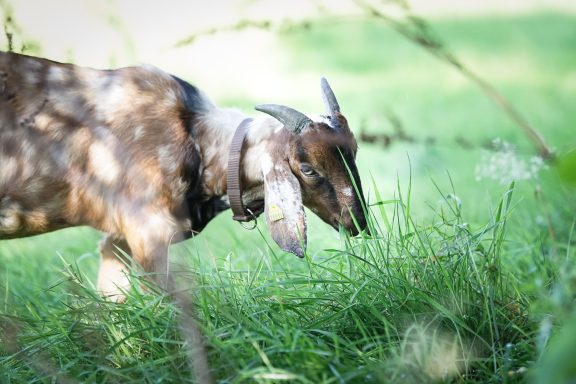 Ziege, die im Gras frisst, umgeben von sanften Licht- und Schattenmustern.