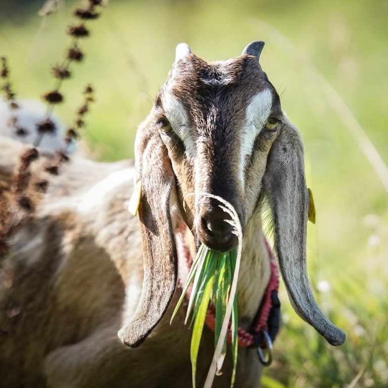 Ziege, die frisches Gras frisst, mit langen Ohren und einem neugierigen Gesichtsausdruck.