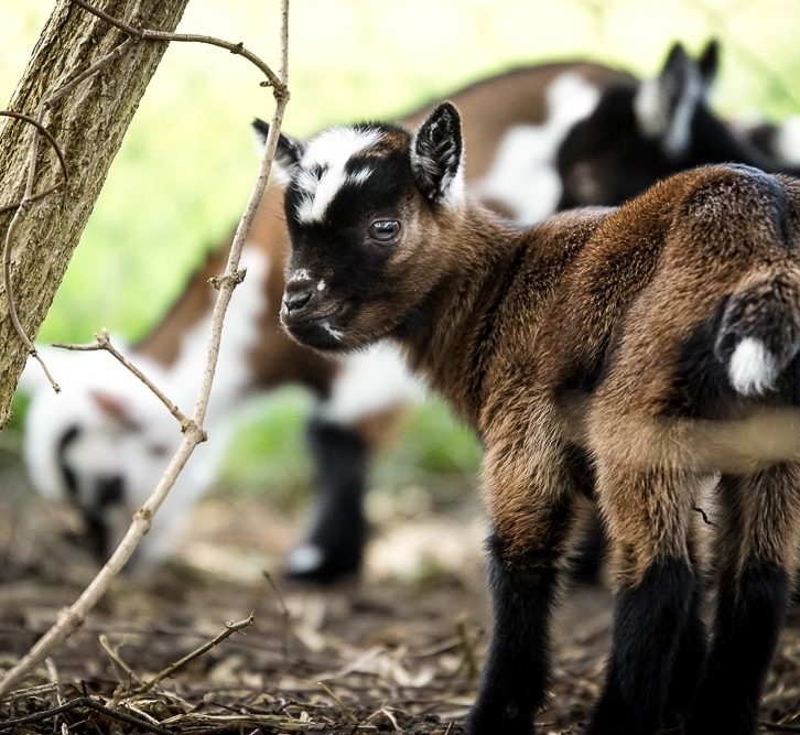 Zwei Ziegenkinder im Grünen, eine davon näher zur Kamera blickend.